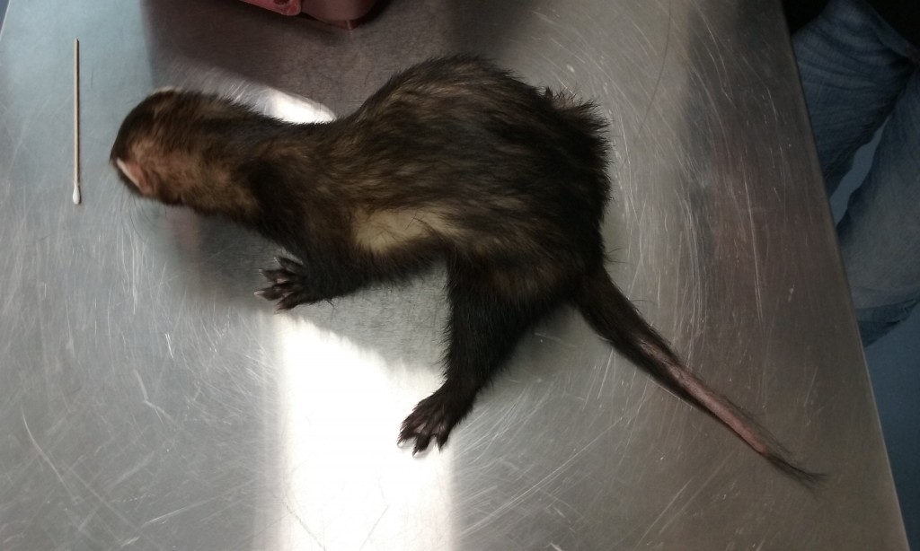 Mon furet n'a plus de poils sur la queue, faut-il s'inquiéter ? - Fauna