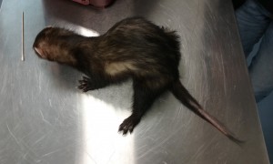 Furet alopécique